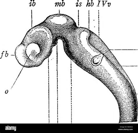 A Laboratory Manual And Text Book Of Embryology Embryology The