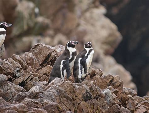 Descriptivo Lento Sufijo Pinguinos Islas Ballestas Letra Lector Tectónico