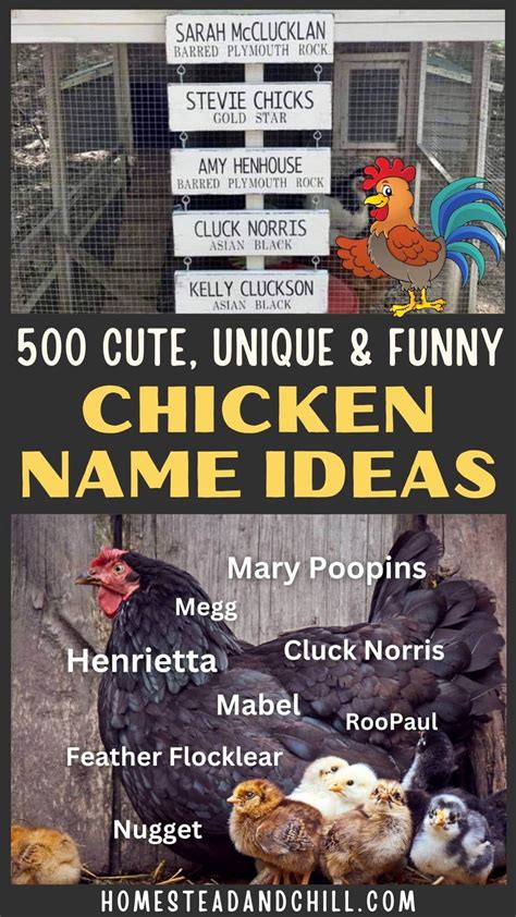 Best Chicken Names Funny Cute Unique Puns And More Homestead