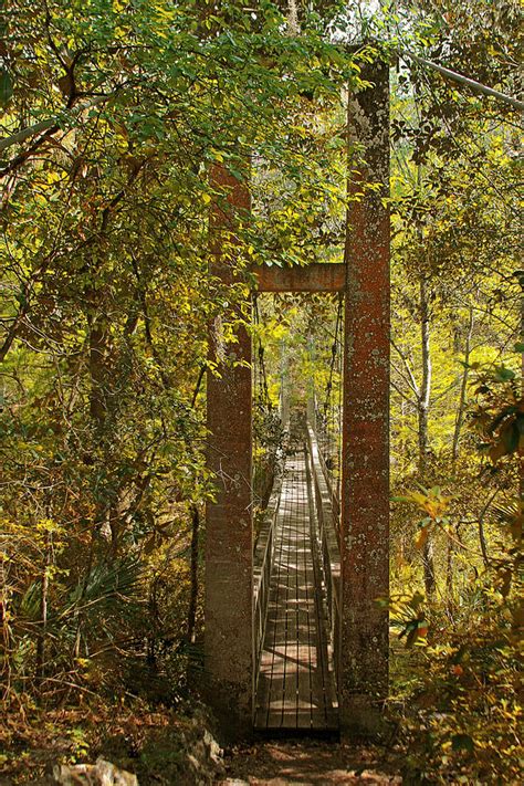 Ravine Gardens State Park in Palatka FL Photograph by Alexandra Till ...