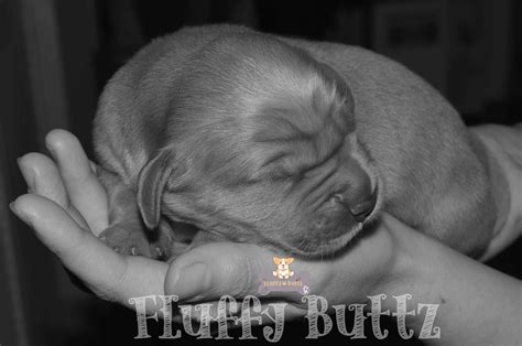 Fluffy Buttz Golden Retriever Puppies For Sale In Macks Creek Mo Akc Marketplace