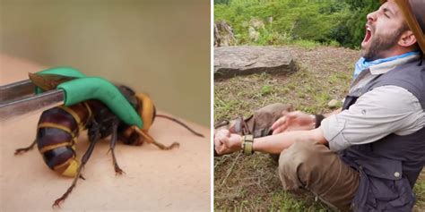 Wondering what a 'murder hornet' sting feels like? Coyote Peterson will ...