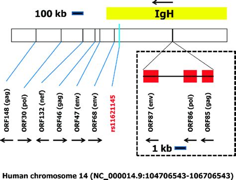 Schematic Organization Of The Immunoglobulin Locus Including Rs