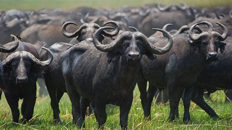 Over 100 Buffaloes Drown In Namibian River