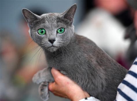 5 datos sobre el gato azul ruso el más aristócrata de los felinos