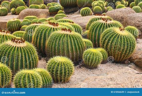 Group Round Cactus Stock Image Image Of Thorn Plant 61856649