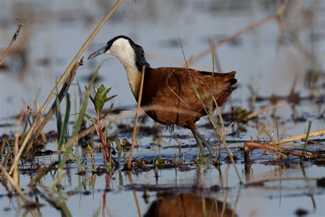 African Jacana Carries Its Babies Lisa M Roberti