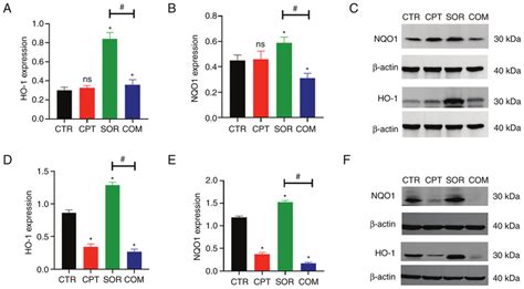 Expression Of Ho 1 And Nqo1 Is Inhibited After The Combined Therapy Of