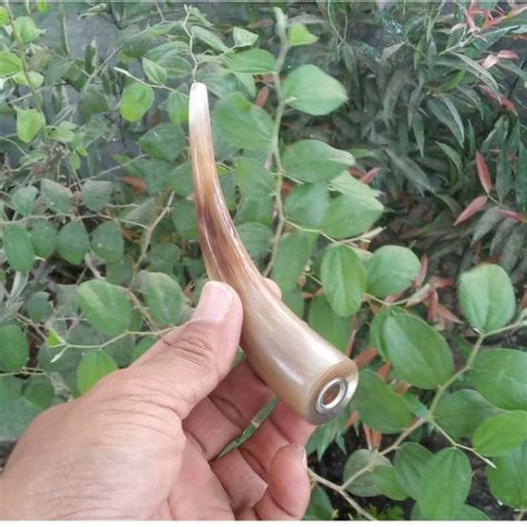 Jual Pipa Rokok Tanduk Kerbau Bule Shopee Indonesia