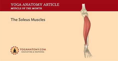 Soleus Origin And Insertion