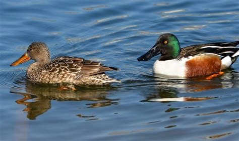 20 Best Duck Species To Hunt In North America BestHuntingAdvice