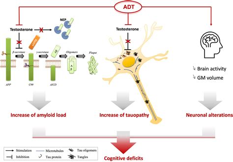 Frontiers Biomarkers To Evaluate Androgen Deprivation Therapy For