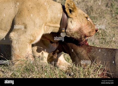 Lion Panthera Leo Female Eating With Wildebeest Kill Tanzania