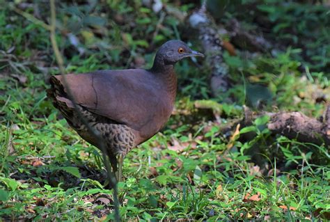 Foto Inhambugua U Crypturellus Obsoletus Por Jo O B Santos Wiki