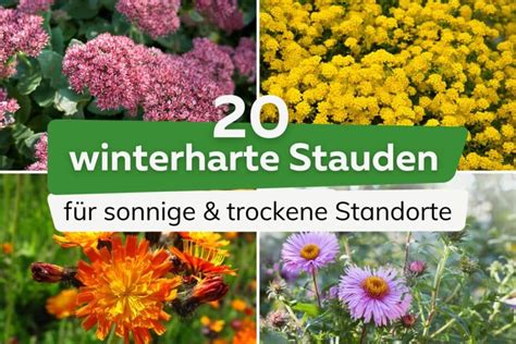 20 winterharte Stauden für sonnige trockene Standorte