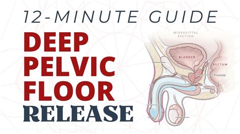 Guided Pelvic Floor Deep Release 12 Minute Routine For Pelvic Floor