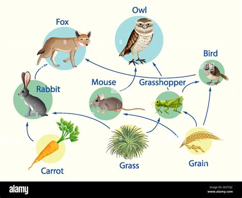 Education Poster Of Biology For Food Chains Diagram Illustration Stock