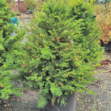 Upright Yew - Garden Center Point