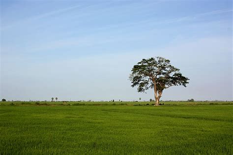 Image Paddy Field In Sammanthurai Ampara Sri Lanka