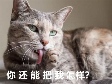 如何让猫咪认识到自己的错误，并深刻反省改正？ 知乎