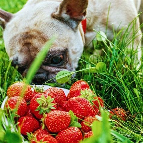 4 Zumos Naturales Para Perros Refrescantes Y Nutritivos Blog Barkyn