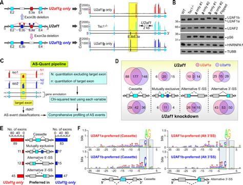 Mtor Regulated U Af Tandem Exon Splicing Specifies Transcriptome