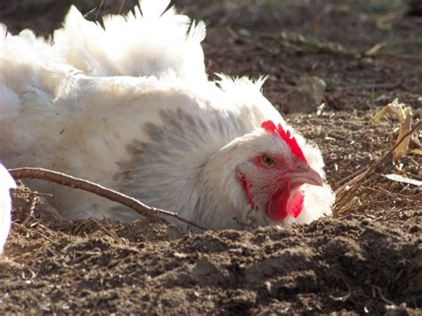 Community Chickens Guide To Health And Safety Community Chickens