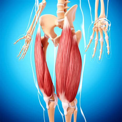 Diagram Of Stomach Muscles - Wiring Diagram