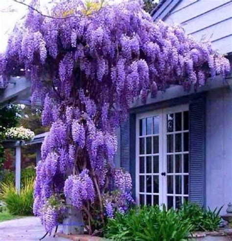 Wisteria Purple Wisteria Wisteria Plants