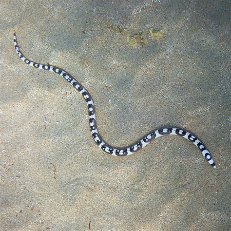 Turtles And Snake Eels Norfolk Island S Reef