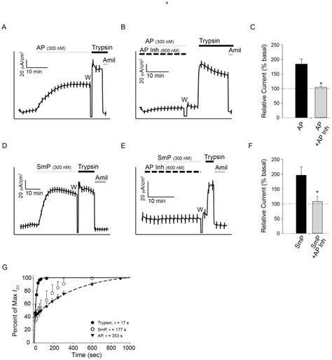 The Activation Of Enac Was Assessed In Hbe Cells By Recording Short