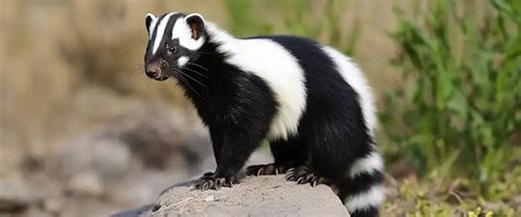 Identifying Skunk Species: A Guide to Common Types & Damage Management ...