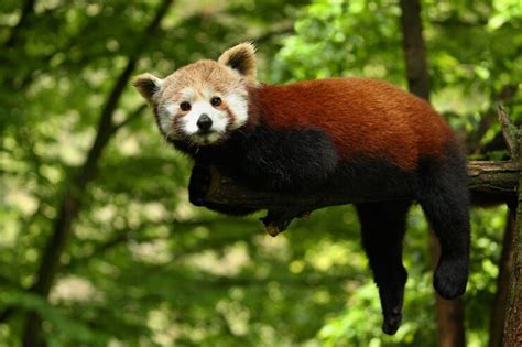 10 Astonishing Animals That Live Exclusively in Asia - Learning Mole