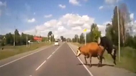 VIDEO Auto rammt Kühe beim Sex oe24 at
