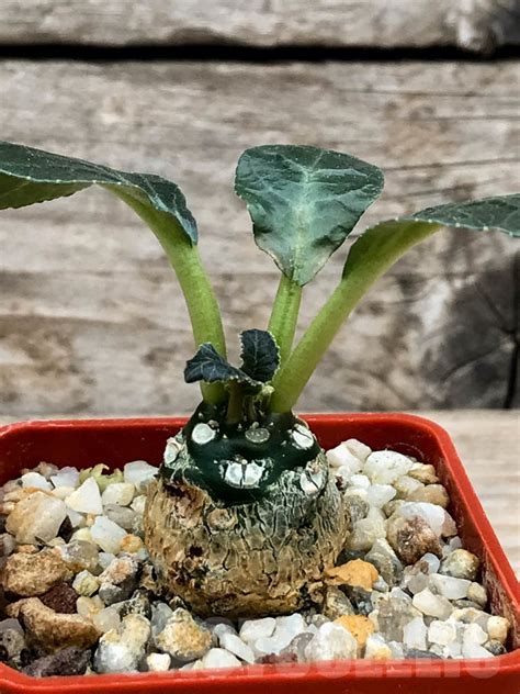 SHPR9134 Dorstenia foetida – Кактус онлайн