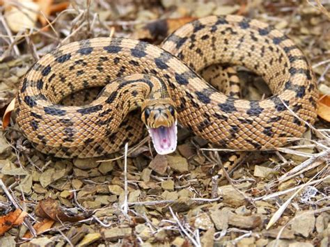 Common Origin Venoms In Snakes And Salivary Protein In Mammals Evolved