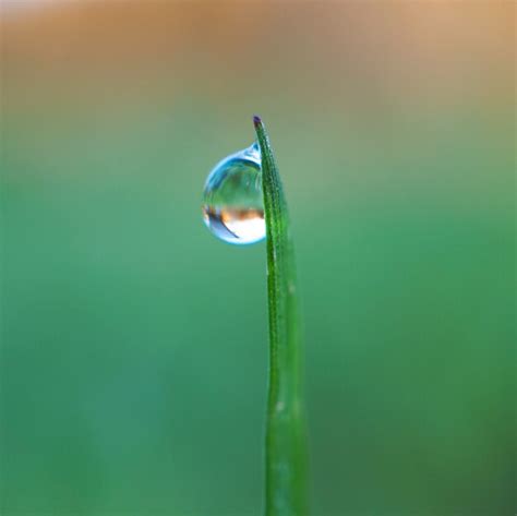 Gotas Na Planta De Grama Verde Folhas No Jardim Foto Premium