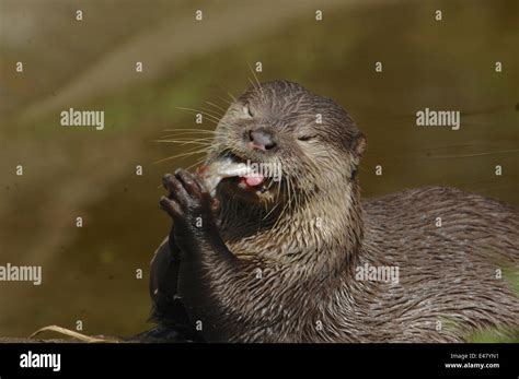 otter eating fish Stock Photo - Alamy