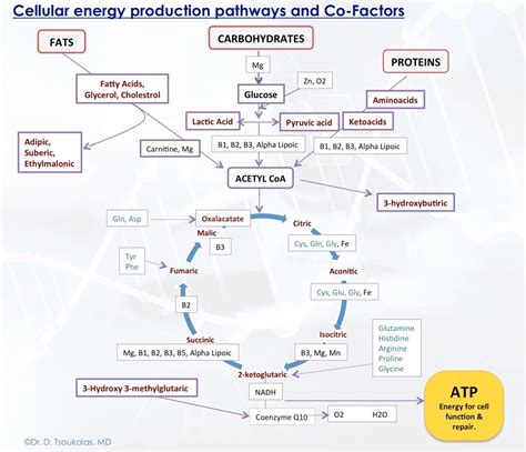 Metabolomic Analysis Dr Dimitris Tsoukalas By Dr Dimitris Tsoukalas Metabolomic Medicine