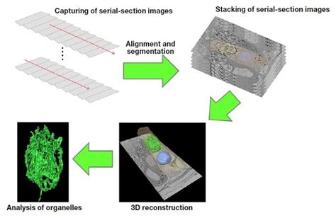 Serial Section Scanning Electron Microscopy SI NEWS Hitachi High