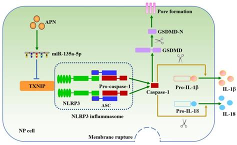 Figure 1 From Adiponectin Inhibits LPS Induced Nucleus Pulposus Cell