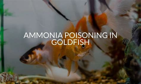 Ammonia Poisoning In Goldfish Why Its So Dangerous Betta Care Fish