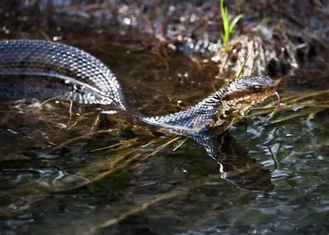 10 Different Types Of Water Snakes NatureNibble