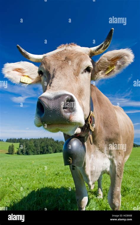 Cow With A Cow Bell In An Alpine Pasture Stock Photo Alamy