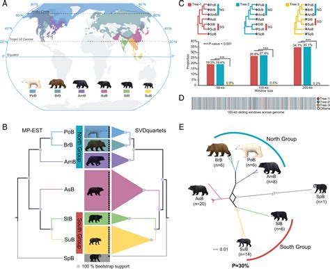 Uncovering The Enigmatic Evolution Of Bears In Greater Depth The