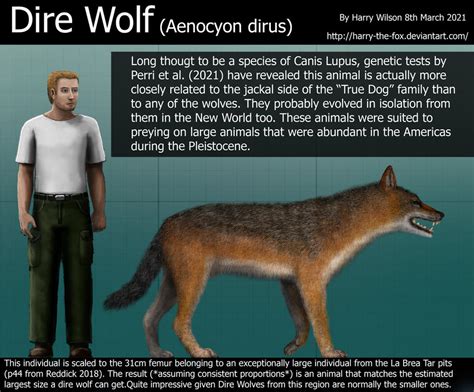 Dire Wolf Size by Harry-the-Fox on DeviantArt