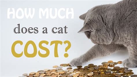 How Much Does A Cat Cost Annual Expenses Revealed