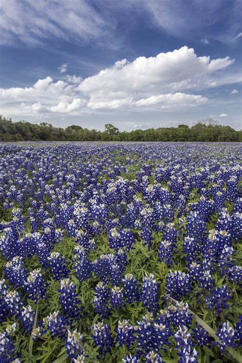 Bluebonnet Field — Jason Weingart Photography | Blue bonnets, Gardens of the world, Wild flowers