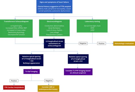 Proposed Diagnostic Algorithm For Attr Cardiac Amyloid The Algorithm