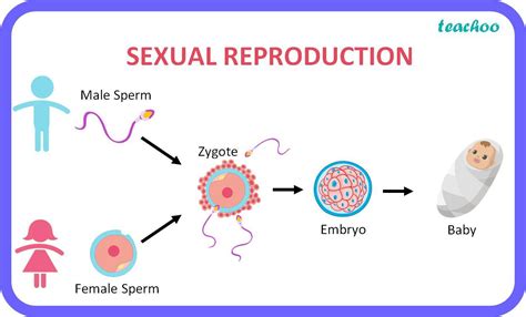 Es Que Tengo Que Explicar Cómo Funciona La Reproducción Sexual Y Como